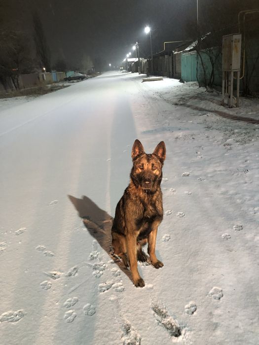 Продаются щенки Малинуа