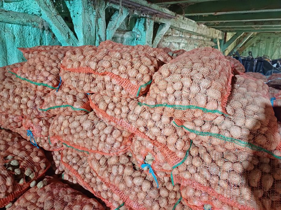 Cartofi samanta Soraya