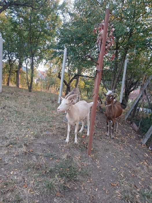 Vând capre îngrijite