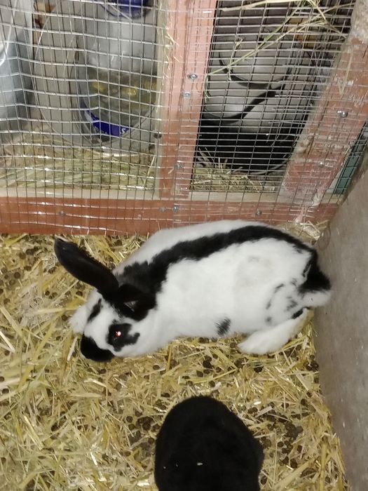 Куёнлар сотилади