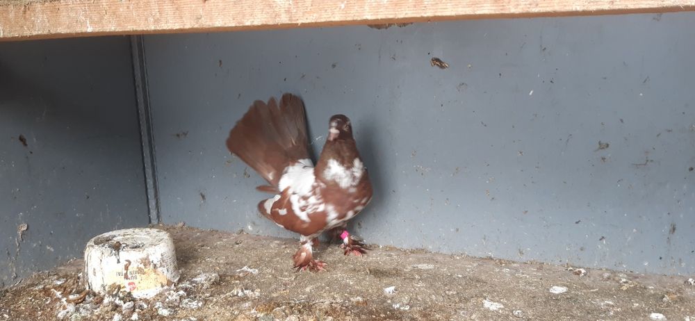 Vand schimb mascul roller