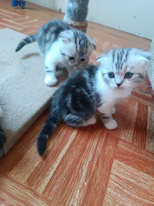 Продаю Скотиш фолд