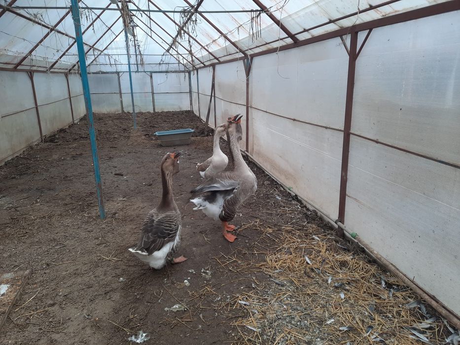 Ouă de vanzare de gasca!