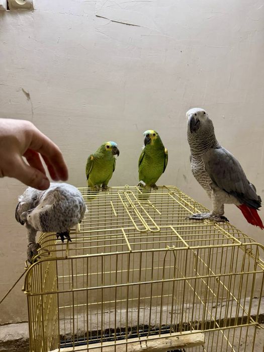 Amazon Jako sotiladi