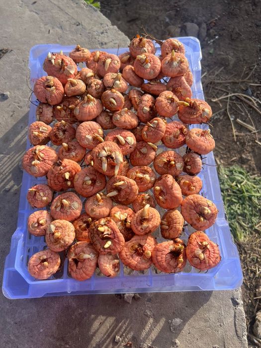 Продам луковицы гладиолусов