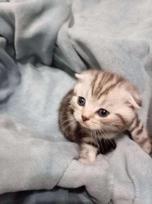 Котята 1.5 айлык