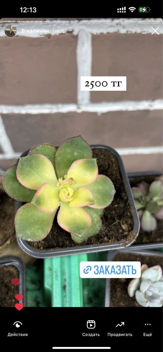 Суккуленты цветы комнатные