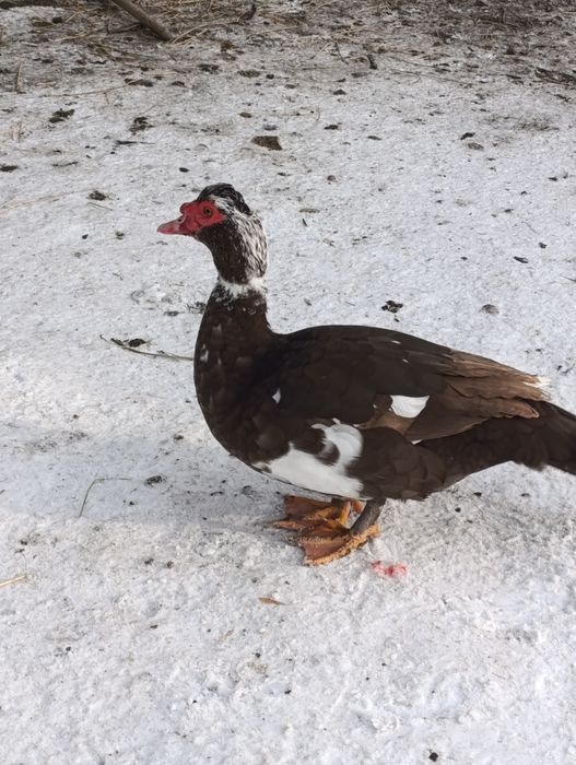 Продам молодого, крупного селезня индоутки, на племя.