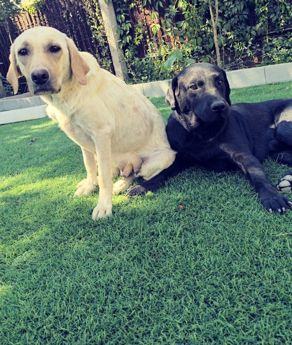 Щенки лабрадоры ищуют семью