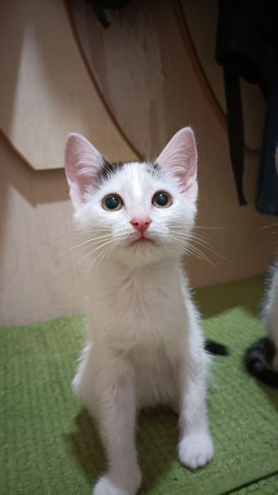 Отдам котят в добрые руки