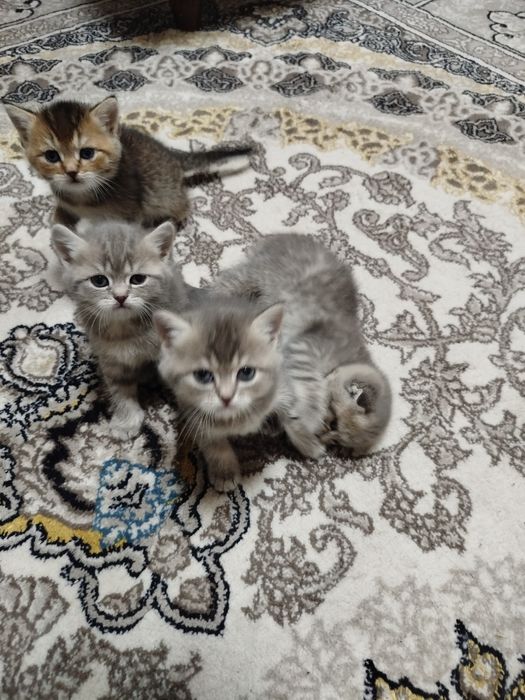 Сотилади тоза зоти онаси фолд отаси Шиншилла  1ярим ойли