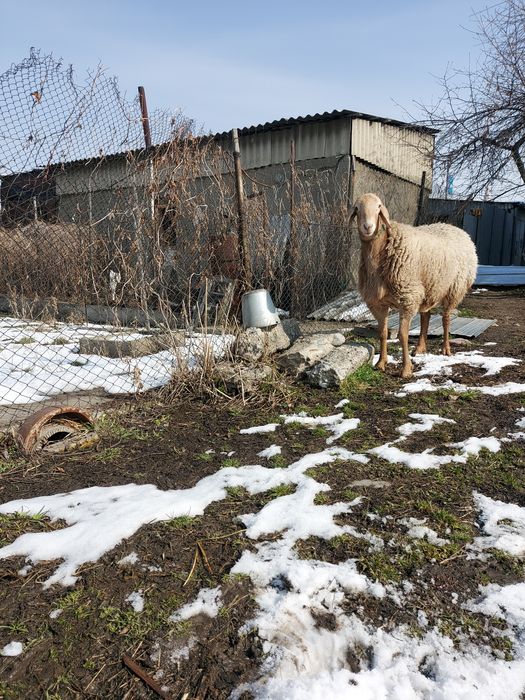 Кочкор два года пять месяц