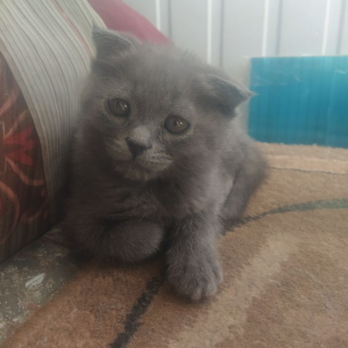 Продается котенок