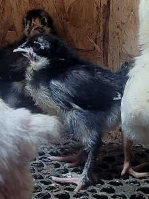 Продам цыплят доминантов ДС-109 и ГС-459 несут цветное яйцо