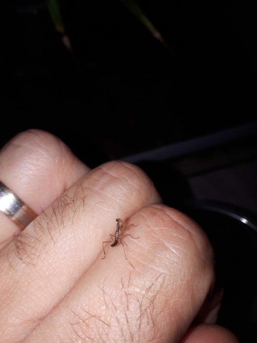 Vand Pui de Calugarita Insecte Mantis Religiosa   50 ron