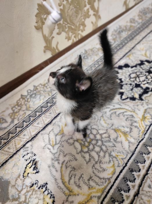 Раздаем котят даром в хорошие руки