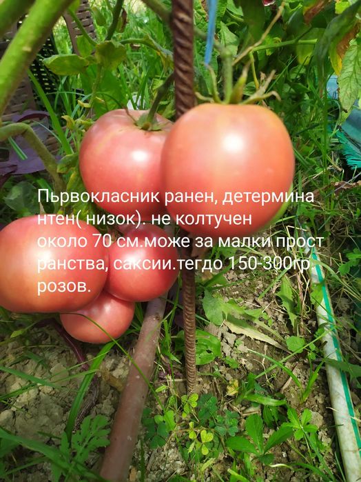 55 cорта семена домати