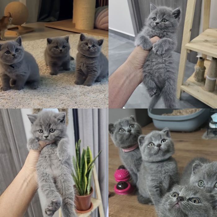 Роскошные британские котята!