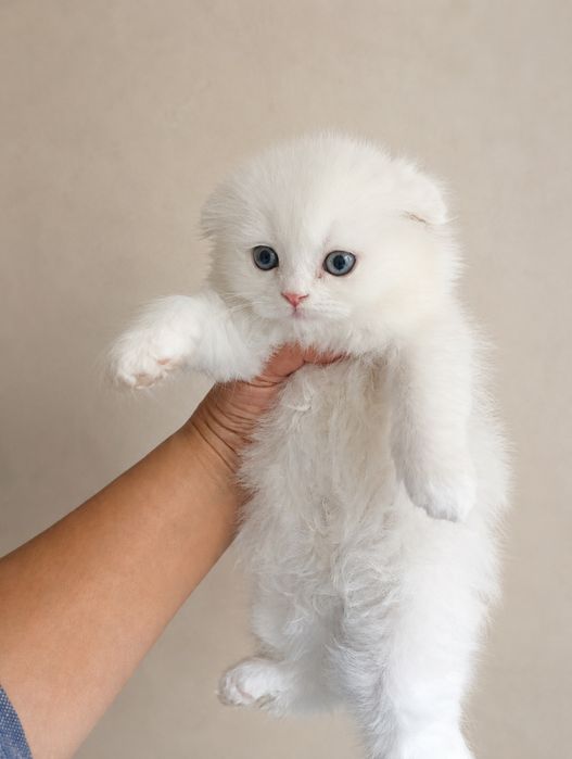 Котята фолд Белоснежки девочки, и серый
