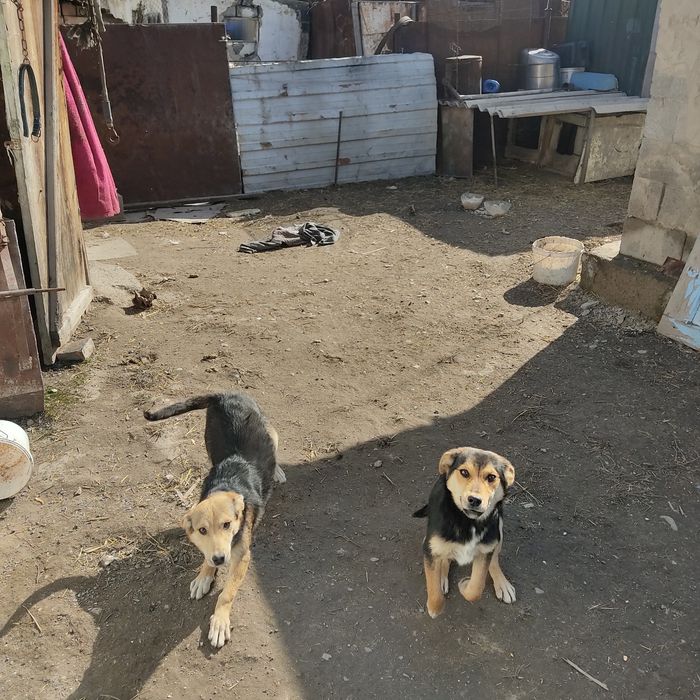 Щенки бесплатно в добрые руки