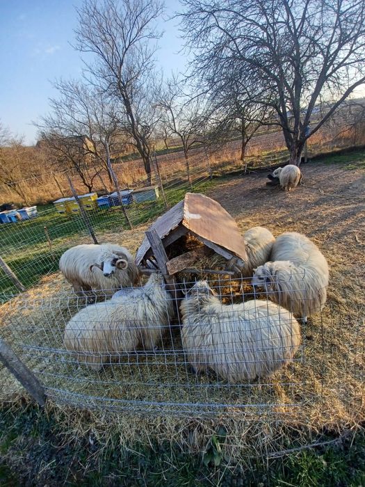 Oi cu miei de vânzare