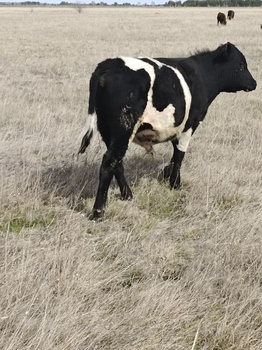 Продам бычка на племя