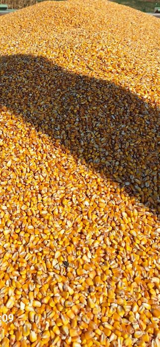 Vând porumb boabe producție 2025 se poate încarca si la  tir