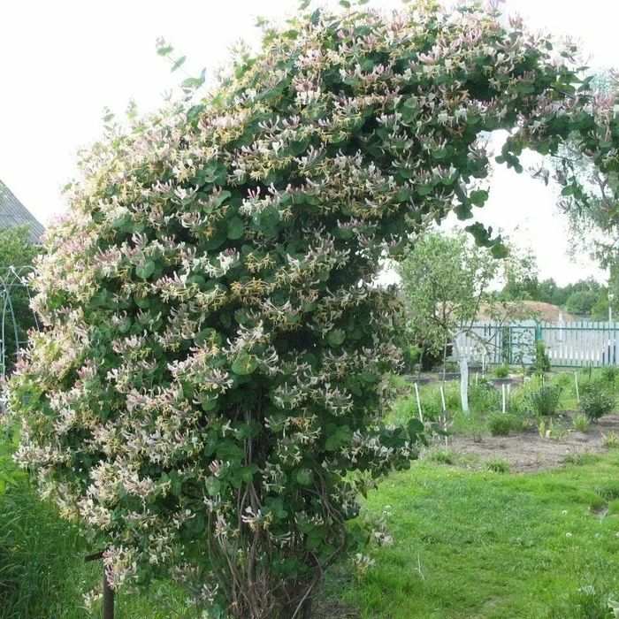 Продам растения для сада