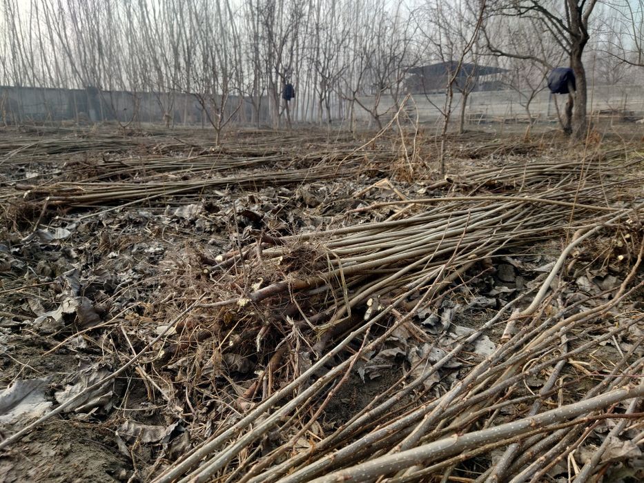 Терак кучат (кук терак)    Калифорния тераги сотилади Узбекистан,Калиф