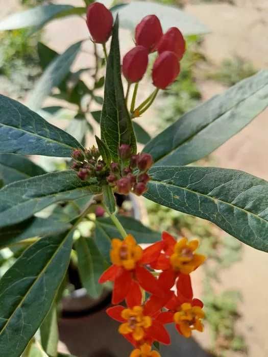 Leandru de Muntenegru