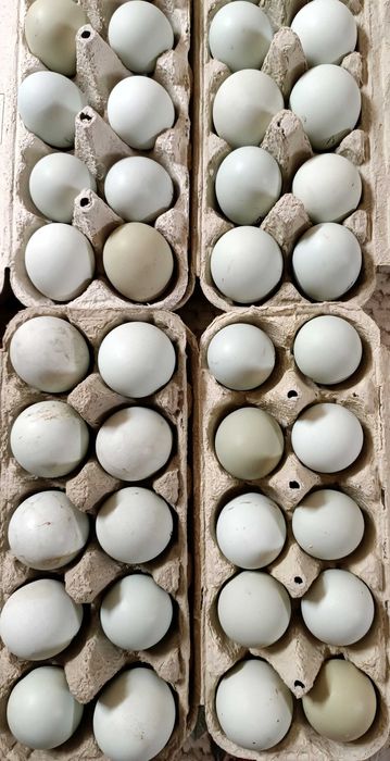 Oua  incubat  araucana