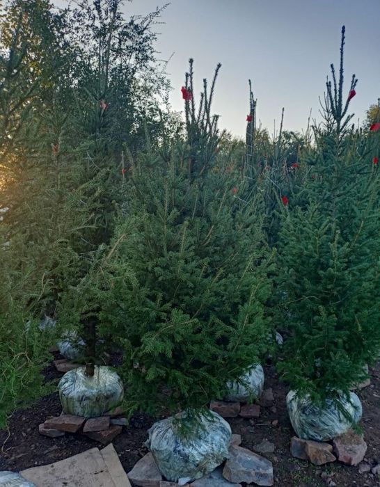 Саженцы деревьев