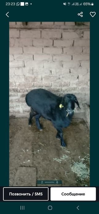 Ұрғашы қой тоқтылар