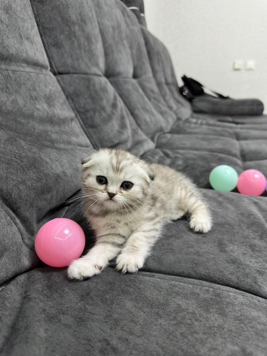 Продаю шикарных котят.