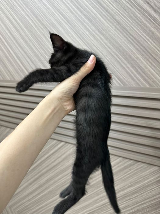 Черный бенгал мальчик бесплатно