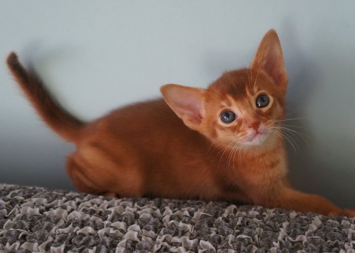 Абиссинские- СОЛНЕЧНЫЕ детки