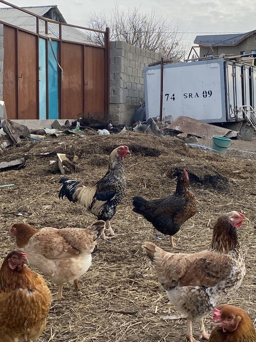 4тауық 1қораз сатылады