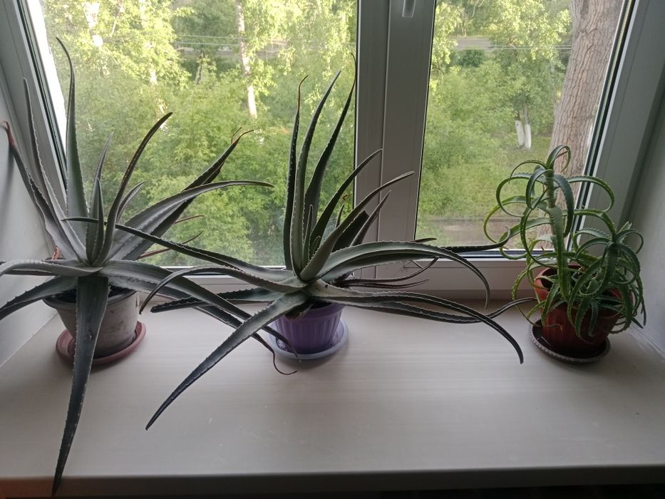 Продам цветок алоэ