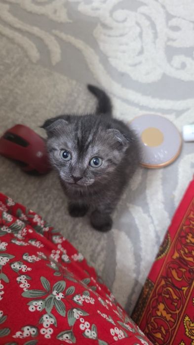Вислоухая котенок