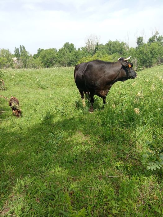 продам жирную корову