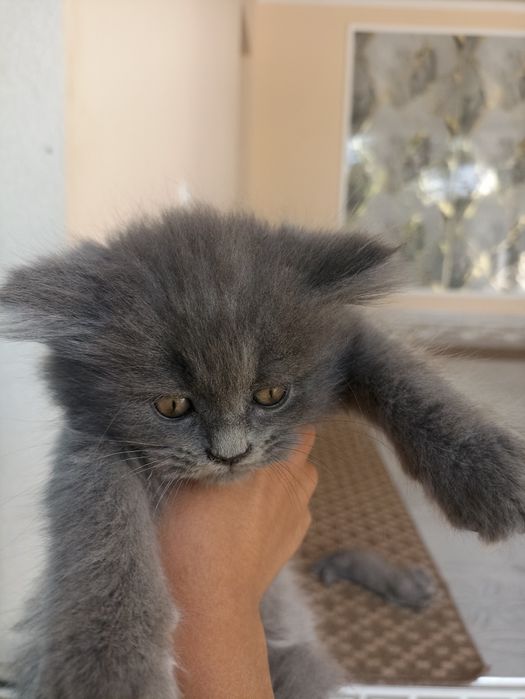 Котята 4 штуки чистокровные