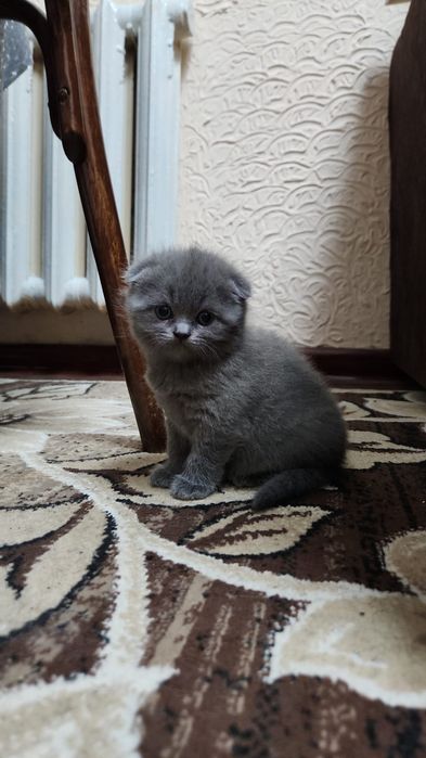 Продаются котята скотиш фолд
