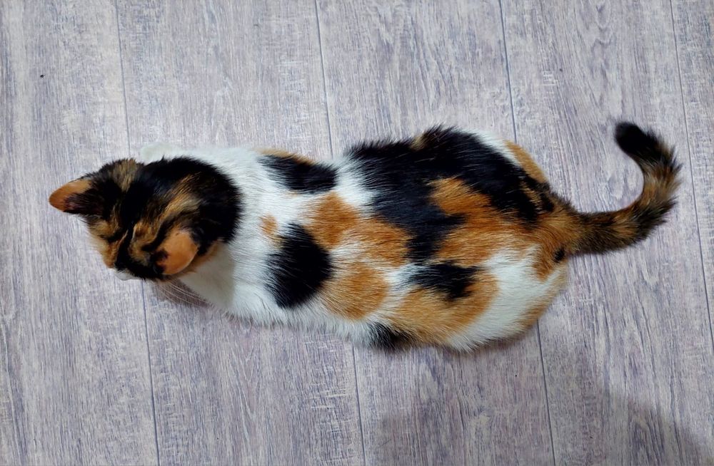 Пропала кошка помогите найти