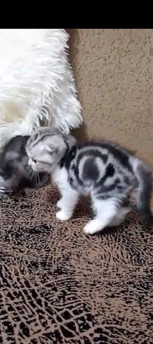 Котята шотландцы мрамор на серебре