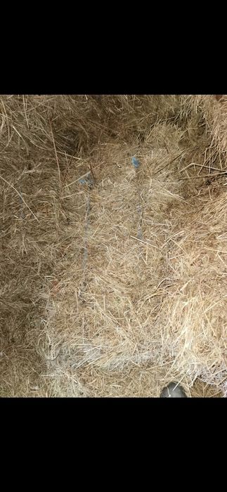 Vând baloți de fân cu lucernă.