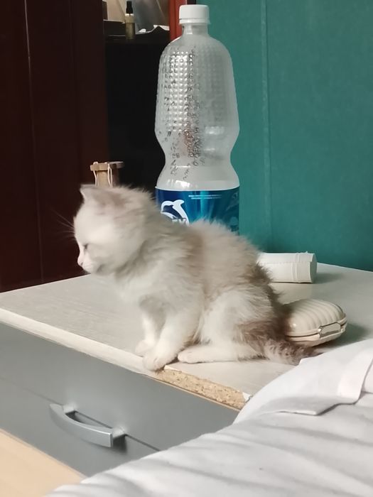 Отдам котенка а добрые руки