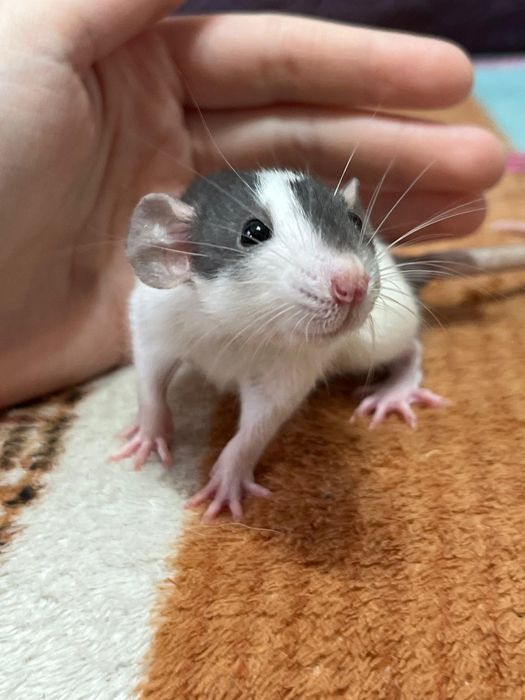 Декоративные крысы малыши  (крысята,крыса)