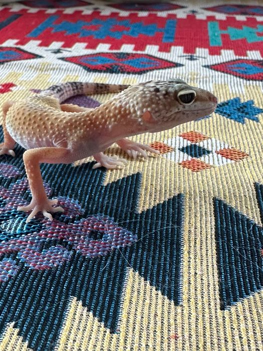 Продам эублефара