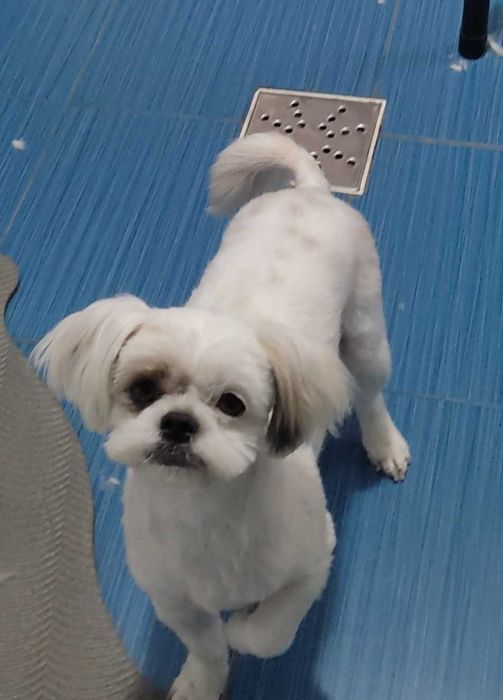 Tund/tuns câini talie mică-medie