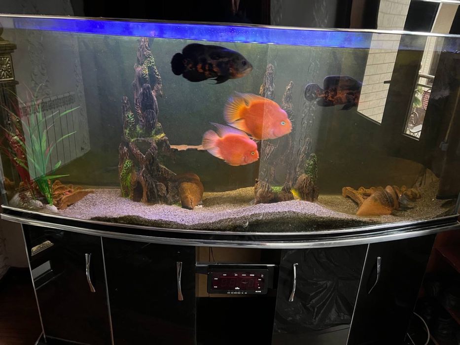 akvaryum 500 litir hamma narsasi bilan sotiladi